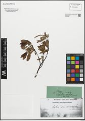 Foto von Salix waldsteiniana Willd.